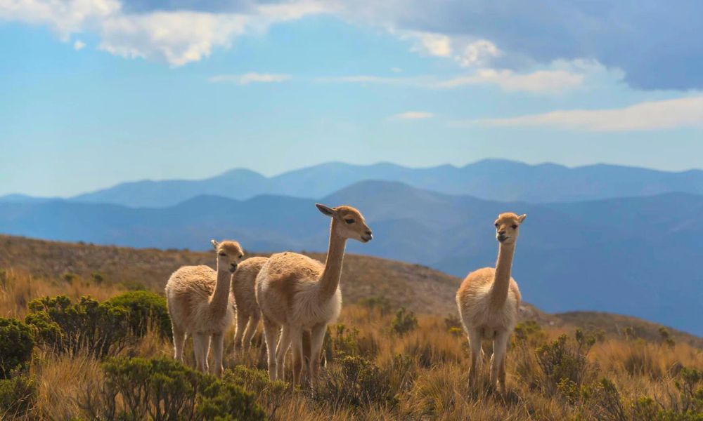 PROYECTO DE IRRIGACIÓN CARACHA