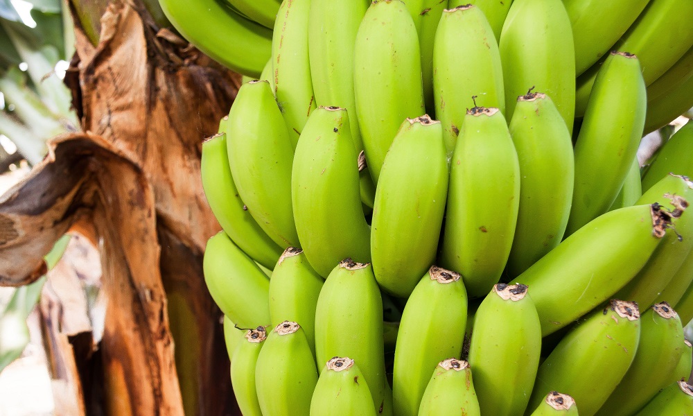 IRRIGACIÓN DE LA MARGEN DERECHA DEL RIO TUMBES