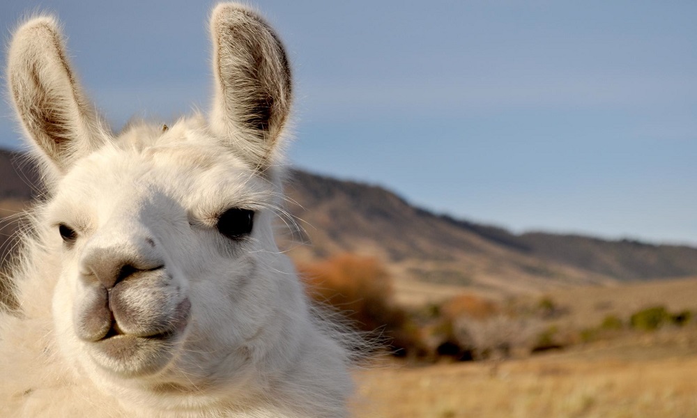 PRESA ANCASCOCHA Y AFIANZAMIENTO DEL VALLE YAUCA