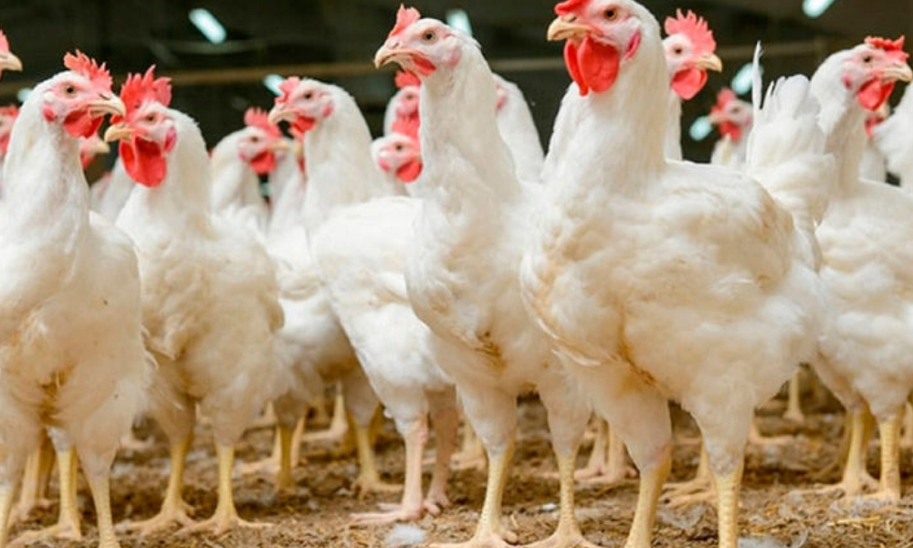 TRATAMIENTO DE AGUAS RESIDUALES INDUSTRIALES EMPRESA AGROPECUARIA CHIMÚ